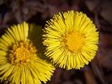 First Flowers Of Spring_15312